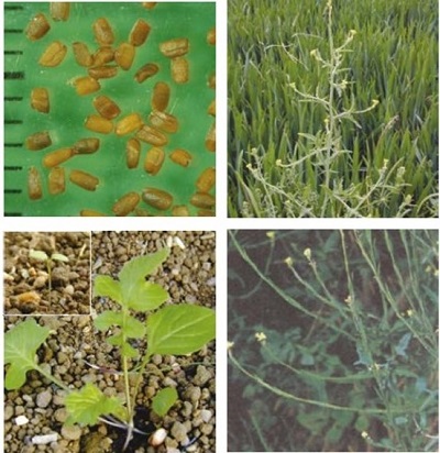 Hedge mustard at four growth stages